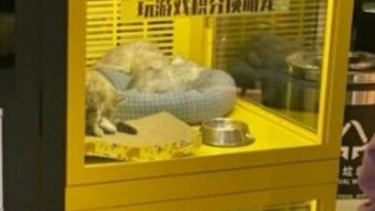 Indignación por máquina que da como premio cachorros de perros y gatos