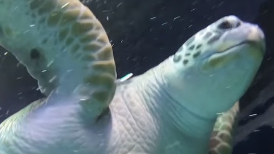 Tortuga engordó durante la cuarentena y la ponen a dieta