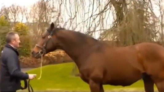 La historia de Galileo, el caballo que vale más que Messi y Cristiano Ronaldo