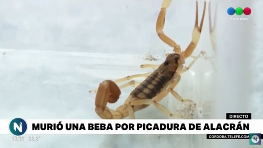 Córdoba: murió una beba luego de ser picada por un alacrán