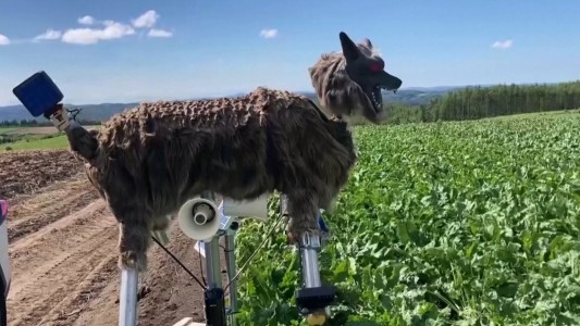 Un lobo robot espantaoso para proteger los cultivos