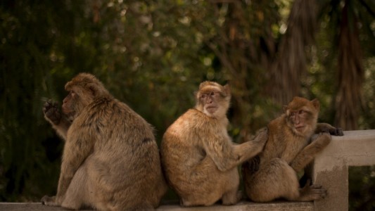 Mutación del coronavirus: Gibraltar no descarta el sacrificio de sus macacos de Berbería
