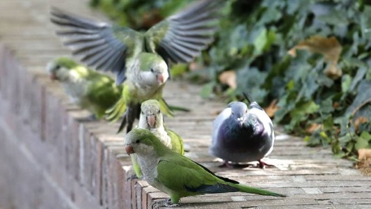 Mendoza: declaran plaga a las "cotorritas"