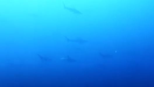 Qué siente un buzo al toparse con un "muro" de tiburones