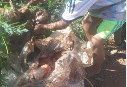 Familias desentierran pollos en mal estado que fueron decomisados en Iguazú