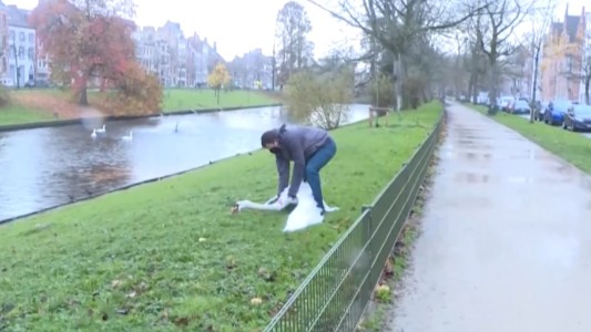 Trasladan a cisnes por riesgo de gripe aviar: "No es fácil atraparlos"