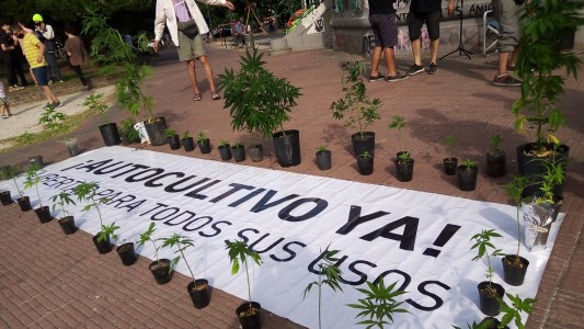 Plantaron marihuana frente a la gobernación bonaerense pero la policía obligó a retirarla