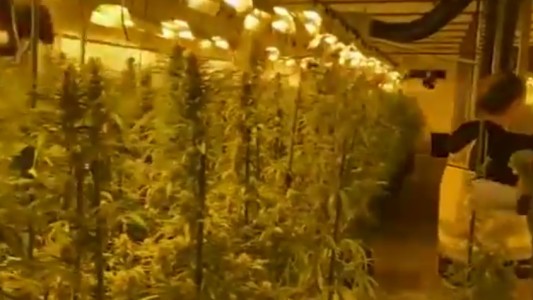 Incautaron 372.000 plantas de marihuana