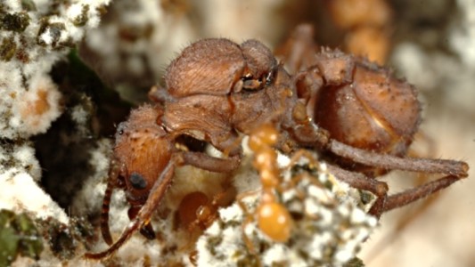 Detectan por primera vez un insecto con armadura biomineral