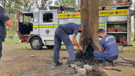Para hacer un asado en un parque, quemaron un árbol de 120 años: ahora deberán removerlo