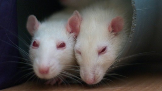 Científicos restauran la visión en ratones con un tratamiento antiedad