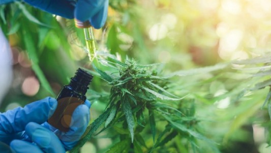 La ONU reconoció oficialmente las propiedades medicinales del cannabis