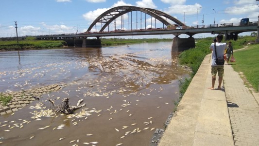 "Algo nunca visto": alerta por la mortandad de peces en el río Salado en Santa Fe