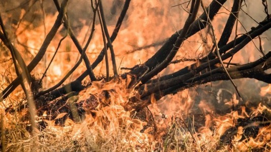 “Se quemaron un millón de hectáreas y nadie reacciona”