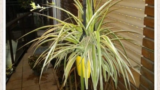 Las insólitas recomendaciones que dejó un chico para que le cuiden las plantas