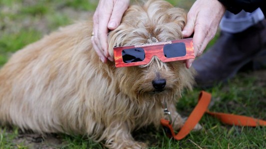 Cómo afectará a las mascotas el eclipse solar