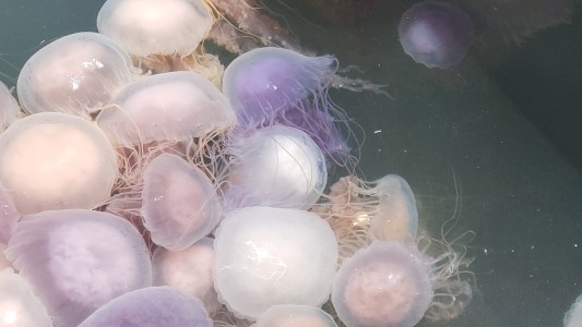 Invasión de medusas en el puerto de Punta del Este