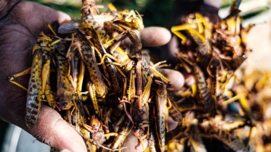 Un rebrote de langostas en África puede dejar a 3,5 millones de personas al borde de la hambruna