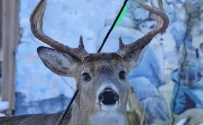 Video: el ciervo "mágico" que sobrevive con una flecha clavada en la cabeza