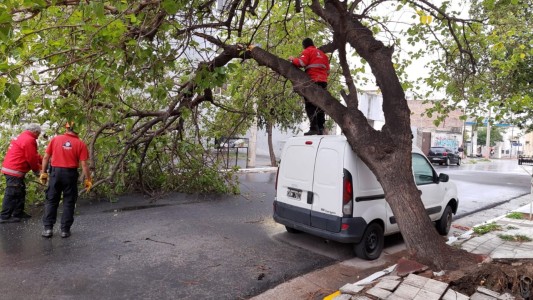 Arboles y postes caídos por el fuerte viento de esta mañana en Córdoba