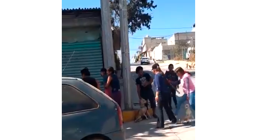 Video: mujeres mataron a palazos a un pitbull que mordió a un perrito chihuahua