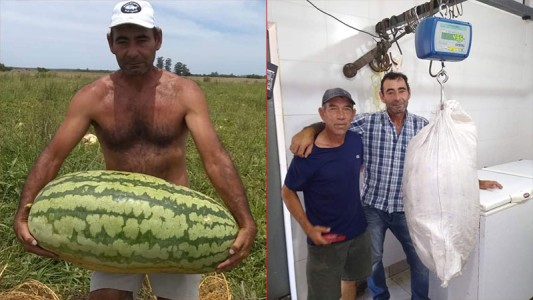 Video: cosecharon una súper sandía que pesó casi 50 kilos
