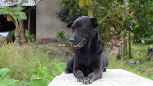 Conmovedor: Mino, la perra que no abandona la tumba de su dueño