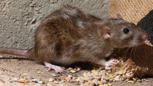 Condenaron a un hombre a 5 años por acoso: le mandó una rata muerta a su ex esposa