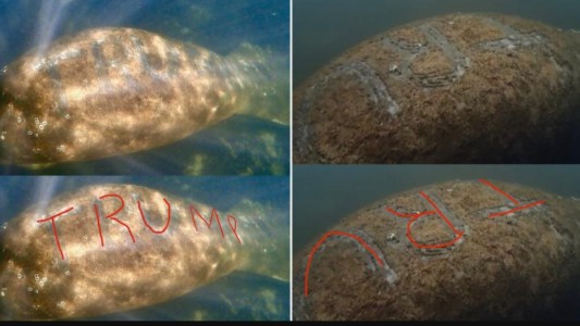 Maltrato y tortura: le escribieron "Trump" en la piel a un manatí