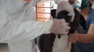 Investigadores afirman que animales pueden adquirir el coronavirus pero no lo transmiten a humanos