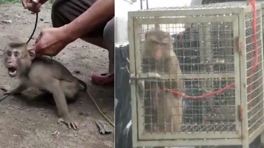 Video: esclavizan monos y los hacen trabajar en la industria del coco