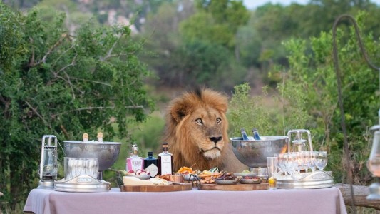 Organizaron una cena en un parque nacional y se sumó un león