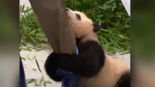 Arrasa en redes el video del panda bebé que no quiere soltar al cuidador