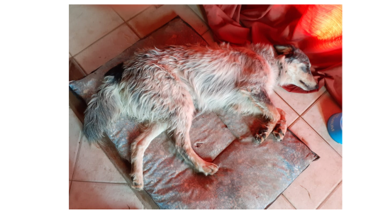 Vende su PlayStation para pagar la operación de su perra que fue atropellada