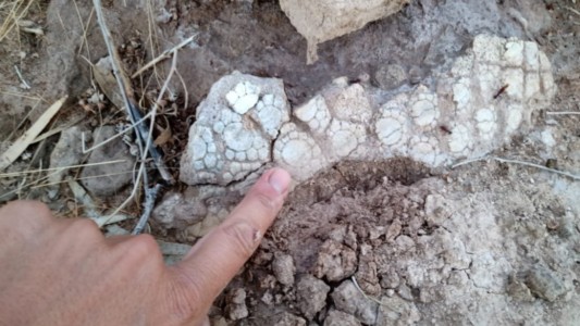 Encuentran restos de un animal prehistórico en la laguna de Pigüé