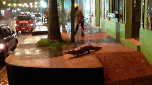 Susto en Paraguay: aparecieron yacarés en la calle tras desbordarse una laguna
