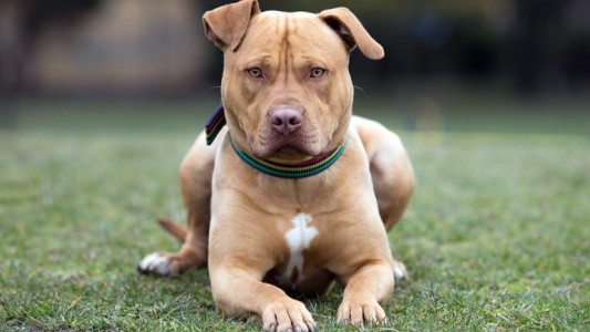 Perros peligrosos: qué cuidados hay que tener