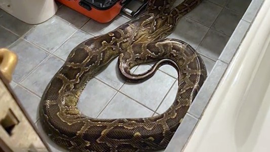 Empleadas de un hotel entraron a limpiar una habitación y hallaron una pitón de más de 40 kilos