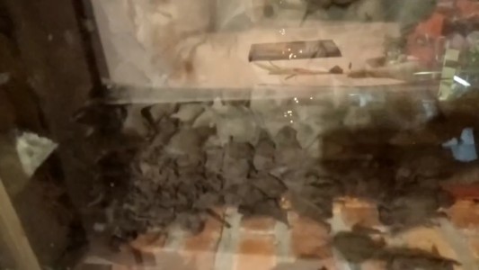 Impactante video de una plaga de murciélagos en un edificio de Bahía Blanca