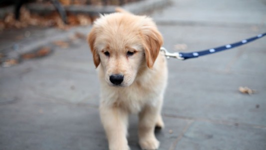 El robo de perros, la otra "pandemia"