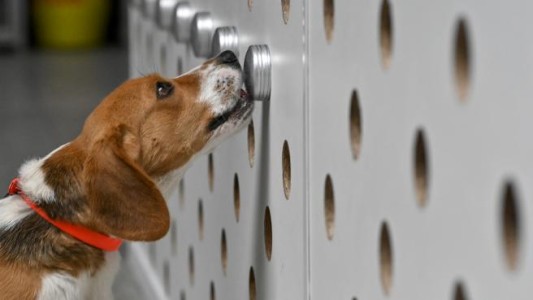 Seúl hará el test del coronavirus a gatos y perros domésticos con síntomas