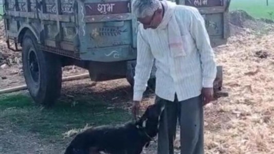 Distanciado de sus hijos, un hombre le dejó la herencia a su perro