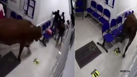 Una vaca irrumpió en la guardia: cuatro heridos
