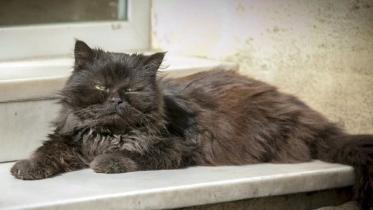 Internados: una familia y su mascota se contagiaron coronavirus