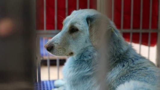 El misterio de los perros azules