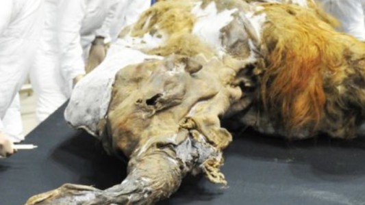 Secuenciaron ADN de hace más de un millón de años