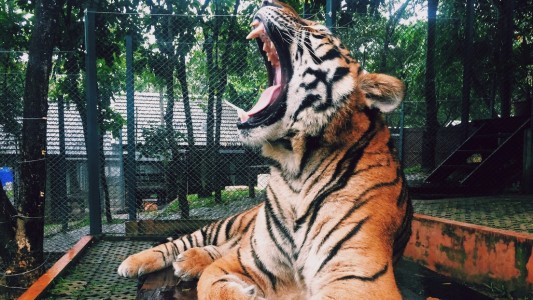Insólito: el tigre de un zoológico ruso 'canta' como un pajarito