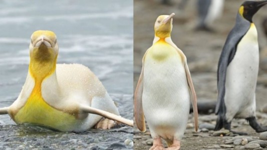 Fotografiaron a un raro ejemplar de pingüino rey: "Ganamos la lotería de la naturaleza"