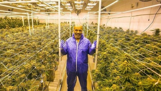 Mike Tyson gana 500.000 dólares mensuales con su plantación de cannabis en California