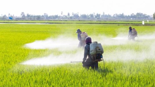 La exposición a pesticidas aumenta el riesgo de leucemia mieloide aguda, según un estudio